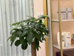 -本真坊美容美体沙龙