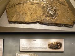 -辽宁古生物博物馆