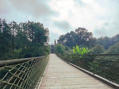 -铁山坪森林公园