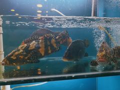 -阿马蛋汤·宁波小海鲜(总店)