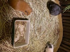 -藦茜花园宠物主题亲子互动体验馆(国顺东路店)