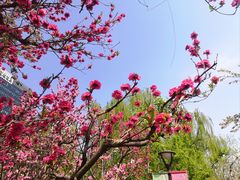 -海棠花溪(元大都城垣遗址公园)