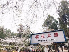 -武汉大学-樱园