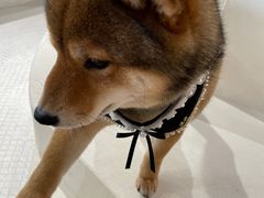 -柴务处·柴犬主题狗咖