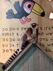 -Zoolung Zoolung动物主题公园(海信广场店)