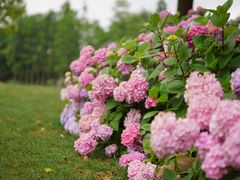 -上海滨江森林公园