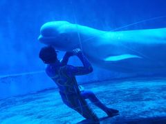 -芜湖新华联大白鲸海洋公园