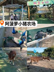 -阿菠萝小猪农场·萌宠乐园·亲子游·研学