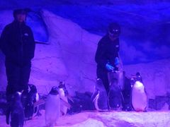 -暹罗海洋世界
