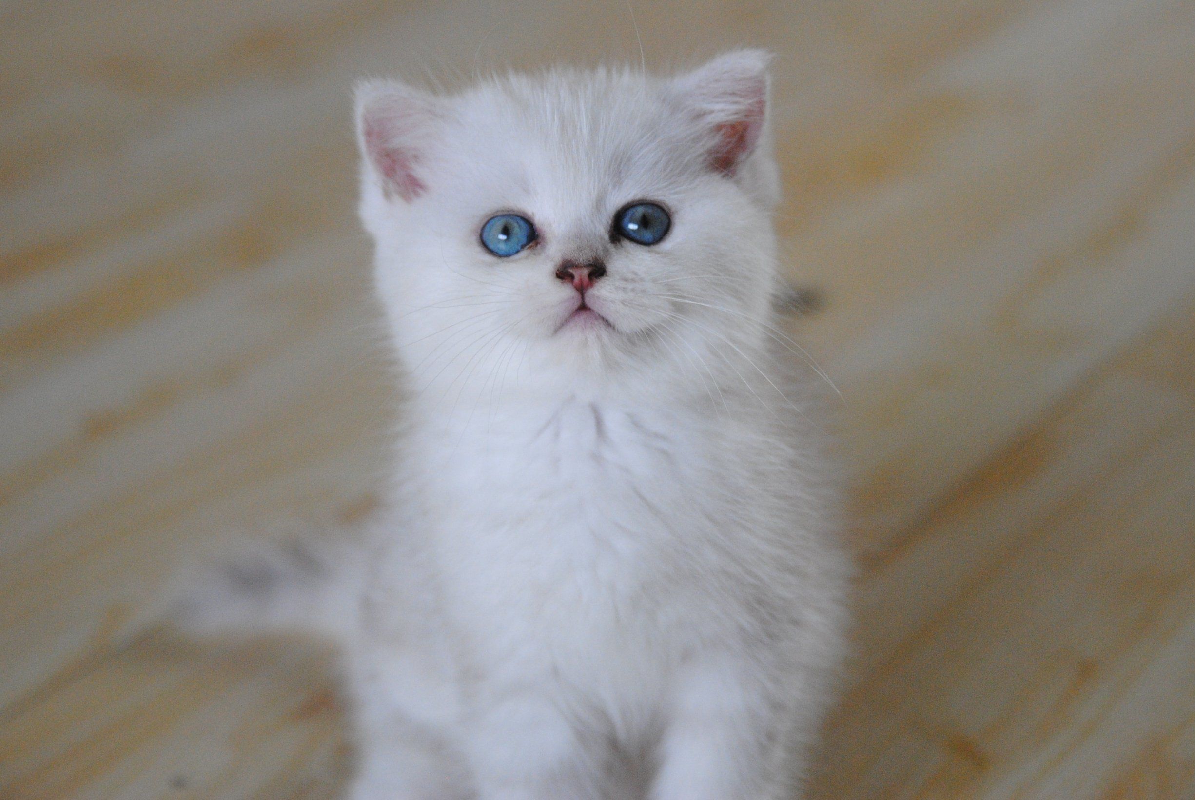 小奶猫萌照来袭.