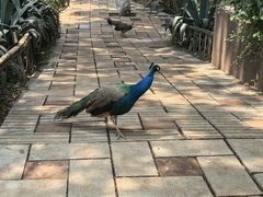 -昆明动物园