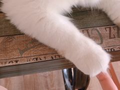 -猫的茶·猫咖