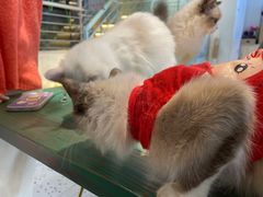-喵喵咪呀布偶猫咖(春熙路店)