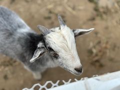 -杭州湾海上花田景区