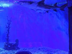 -太平洋海底世界