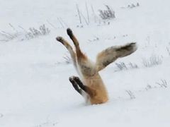 -咱家王新国把子肉(县东巷店)