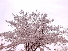 -蠡湖大桥公园