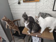 -平行世界·猫咖(首经贸店)