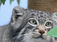 -青藏高原野生动物园