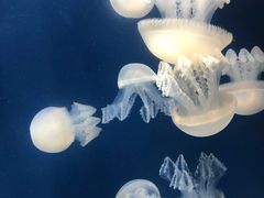 -迪拜水族馆及水下动物园