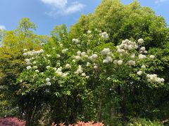 -桃花岛景观公园