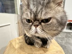 -楼上猫咖(罗湖店)