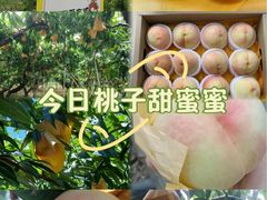 -老袁家蜜桃农场·阳山水蜜桃