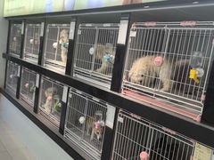 -翊宠yipet猫狗购宠庄园犬舍•猫舍