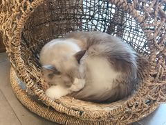 -飞行喵MR PILOT|猫舍·猫咖(静安大融城店)