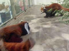 小浣熊-西安秦岭野生动物园