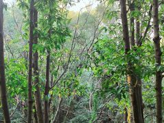 -燕晗山郊野公园