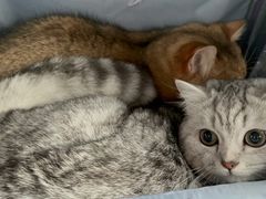 -萌兽医馆·犬猫专科·眼科中心·宠物医院(朝阳门分院)