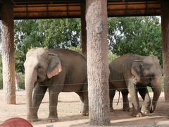 -清迈夜间动物园