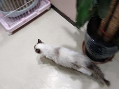 -藏猫猫咖啡主题馆(中央大道店)