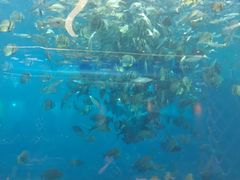-瑞德姆美人鱼海底演艺主题餐厅(亚龙湾店)