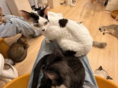 -有喵·猫咖·狗咖·30几只猫10只小狗(岗厦店)