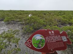 -北海金海湾红树林生态旅游区