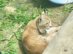 -青藏高原野生动物园