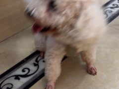 -宠颐生汉谟拉比宠物医院