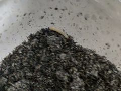 -三阳盛(南京西路店)