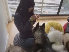 -Husky Go! 哈士奇体验馆·宠物咖啡厅狗咖