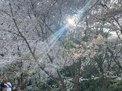 -苏州上方山国家森林公园