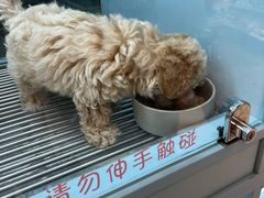 -FAELING PETS美天灵宠物(合生汇店)