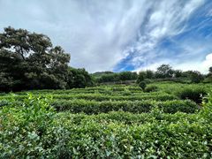 -雁南飞茶田景区