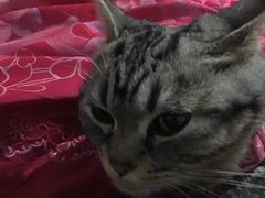 -荣耀金沙动物医院(清江西路店)