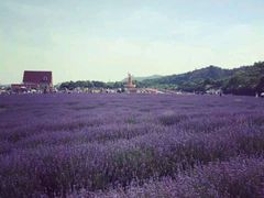 android_upload_pic-北京东方普罗旺斯薰衣草庄园