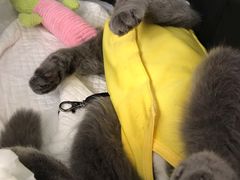 -关爱宠物医院·猫科中心·消化科(滨湖万达分院)