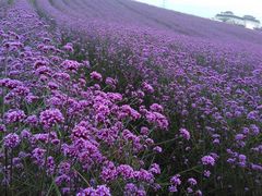 -紫颐香薰山谷景区
