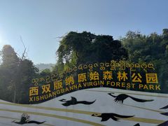 -西双版纳原始森林公园