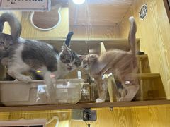 -平行世界·猫咖(首经贸店)